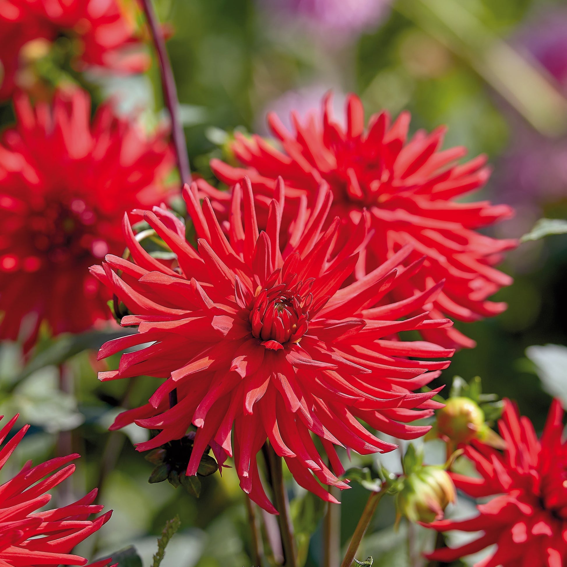 Dahlie 'Bergers Record'