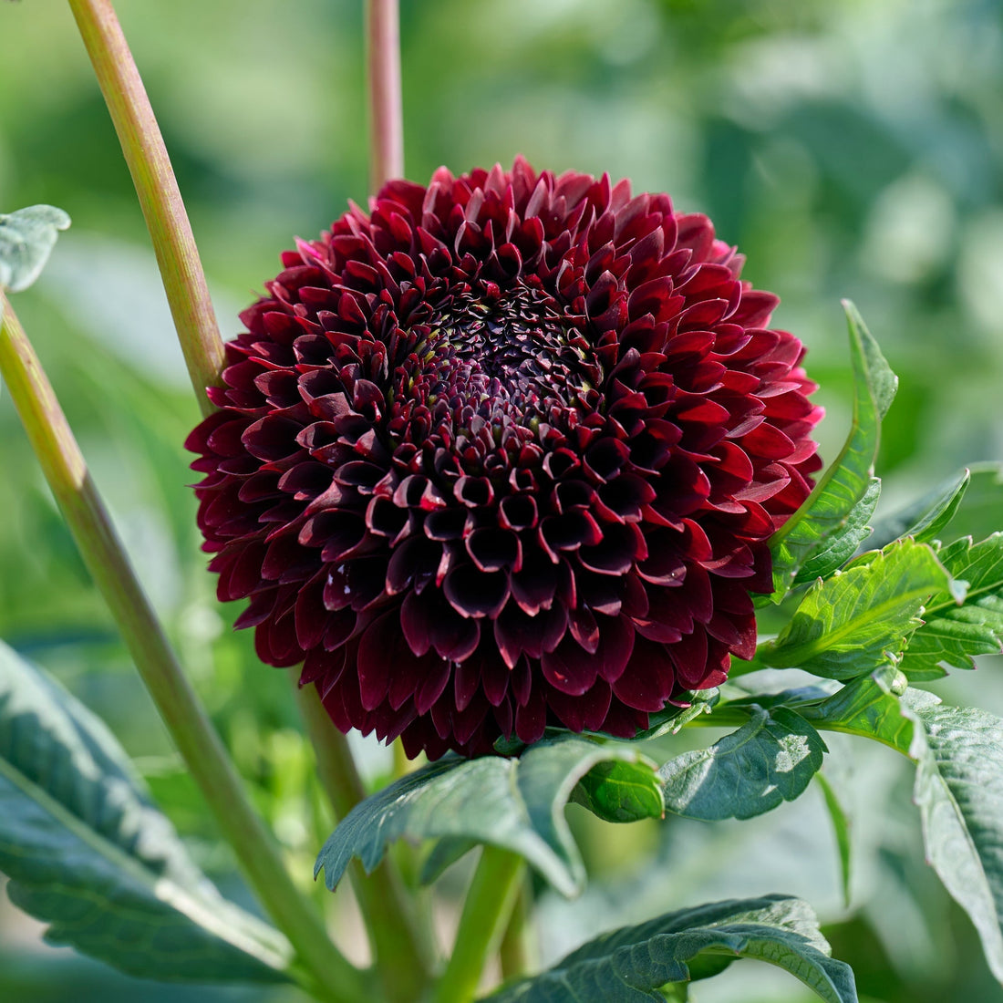 Dahlie 'Black Pierre'