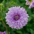 Dahlie 'Blue Boy'