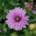 Dahlie 'Blue Boy'