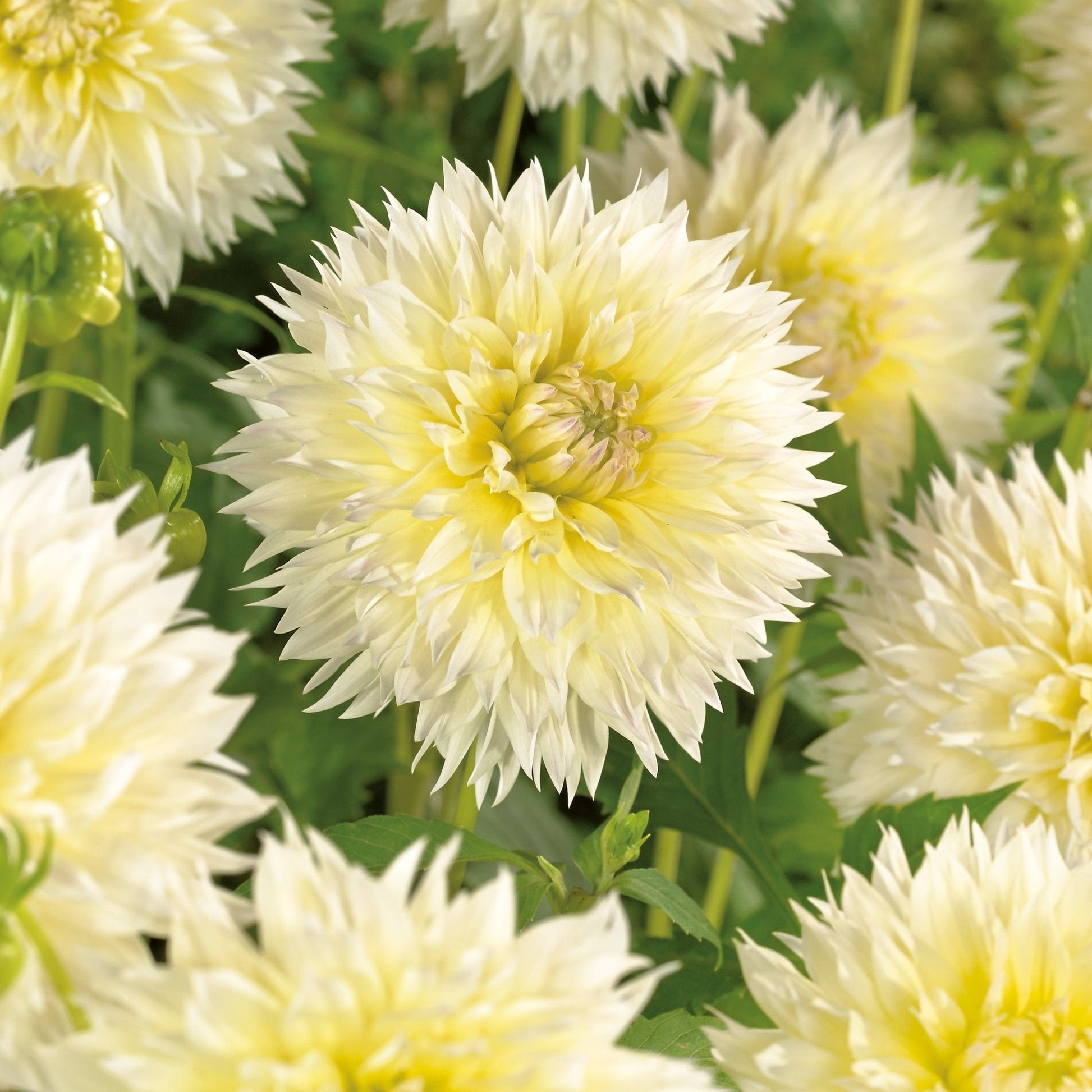Dahlie 'Canary Fubuki'