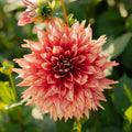 Dahlie 'Dazzling Magic'