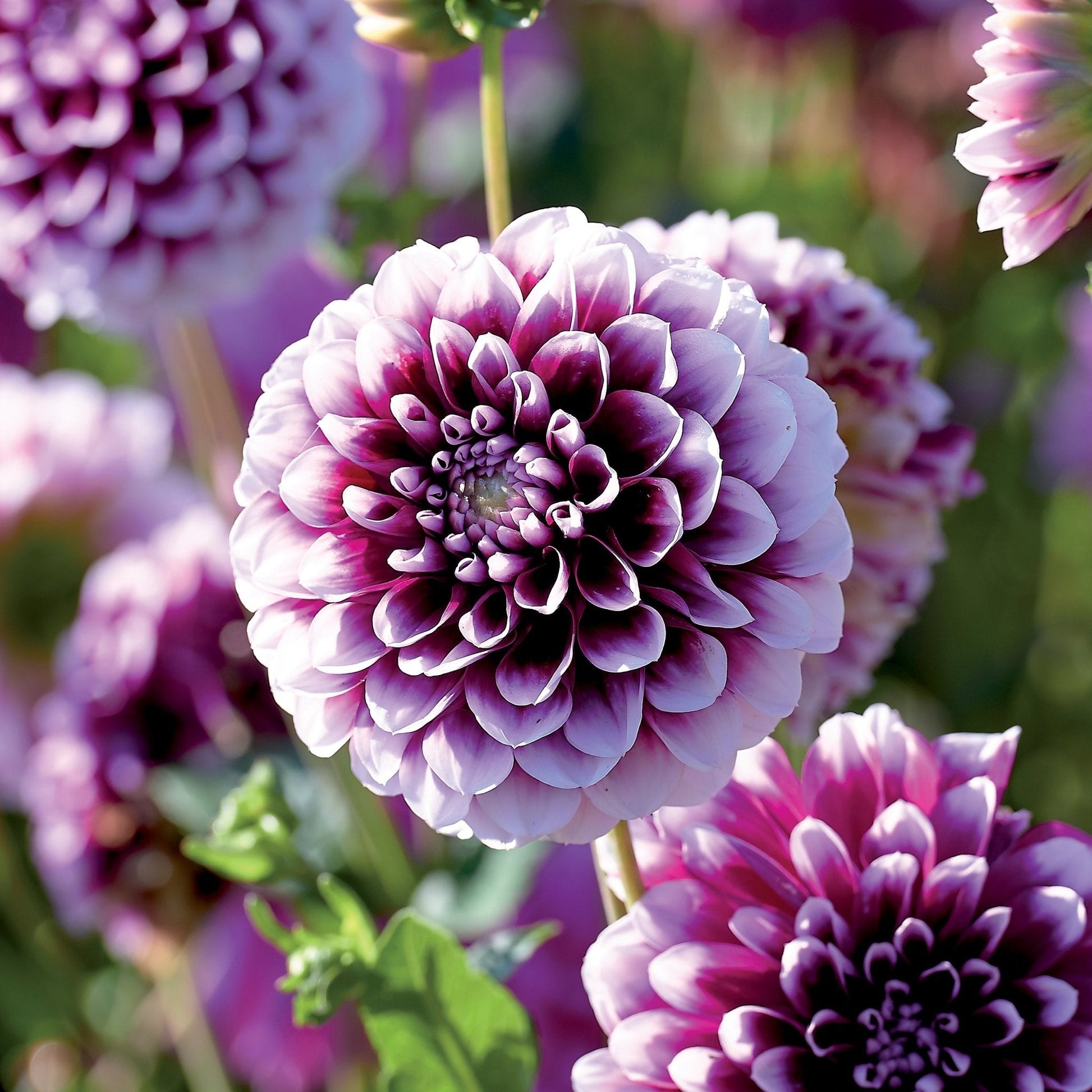 Dahlie 'Edinburgh'
