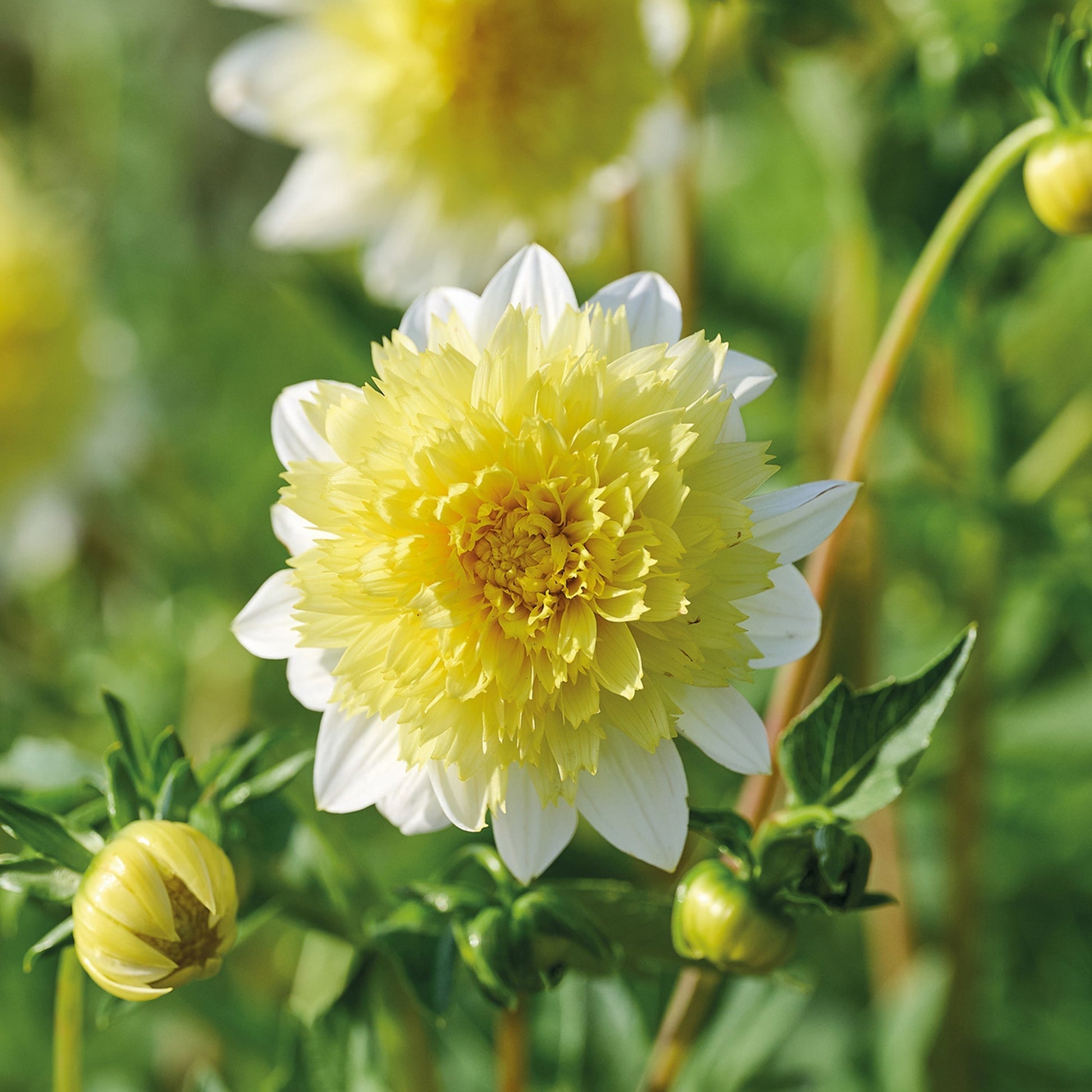 Dahlie 'Freya's Paso Doble'