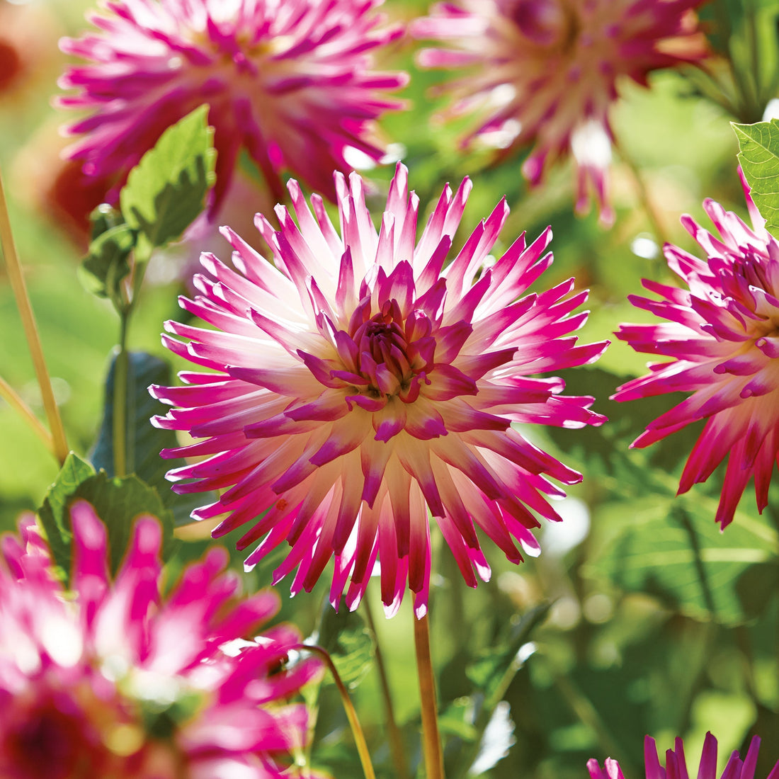 Dahlie 'Hayley Jane'