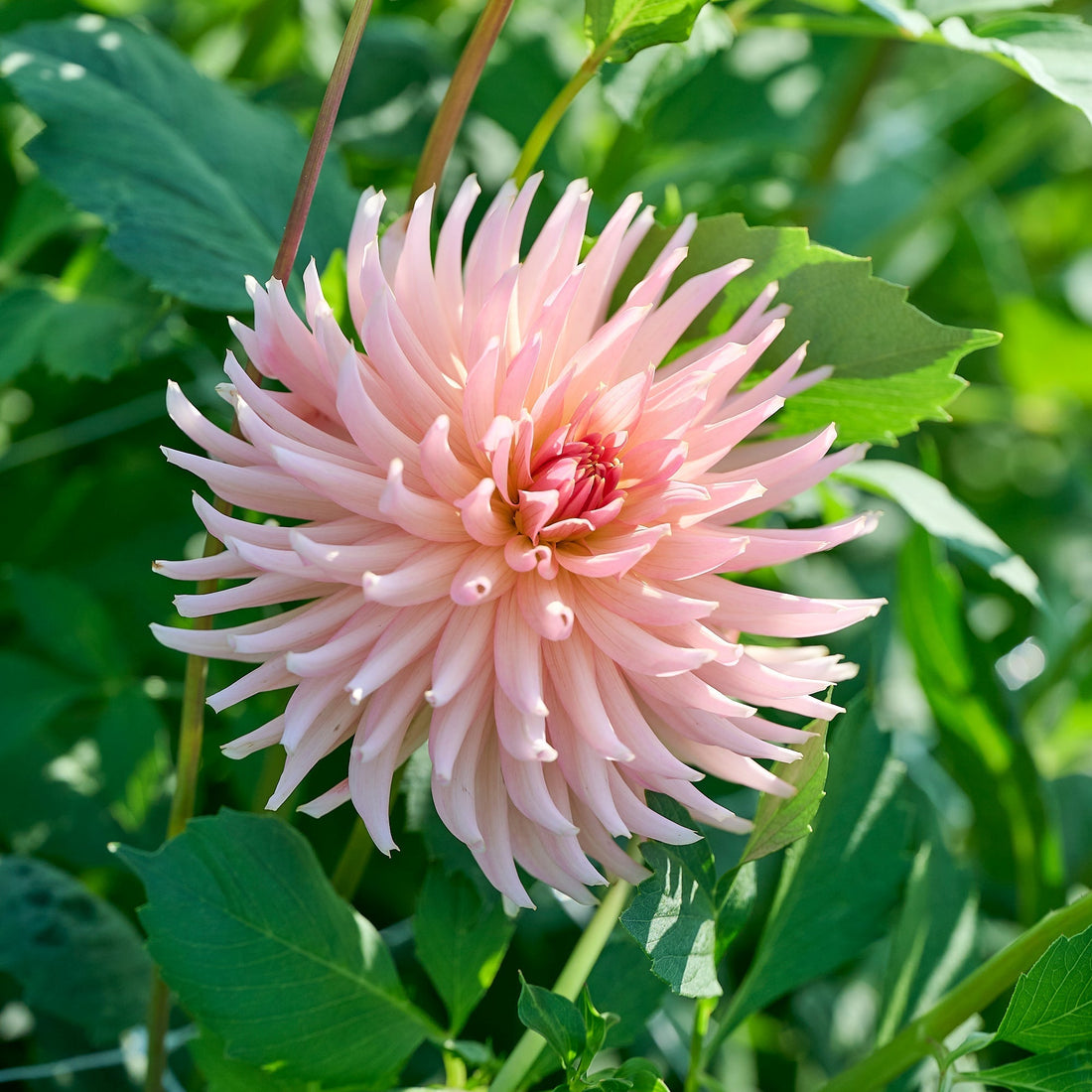 Dahlie 'Henriette'