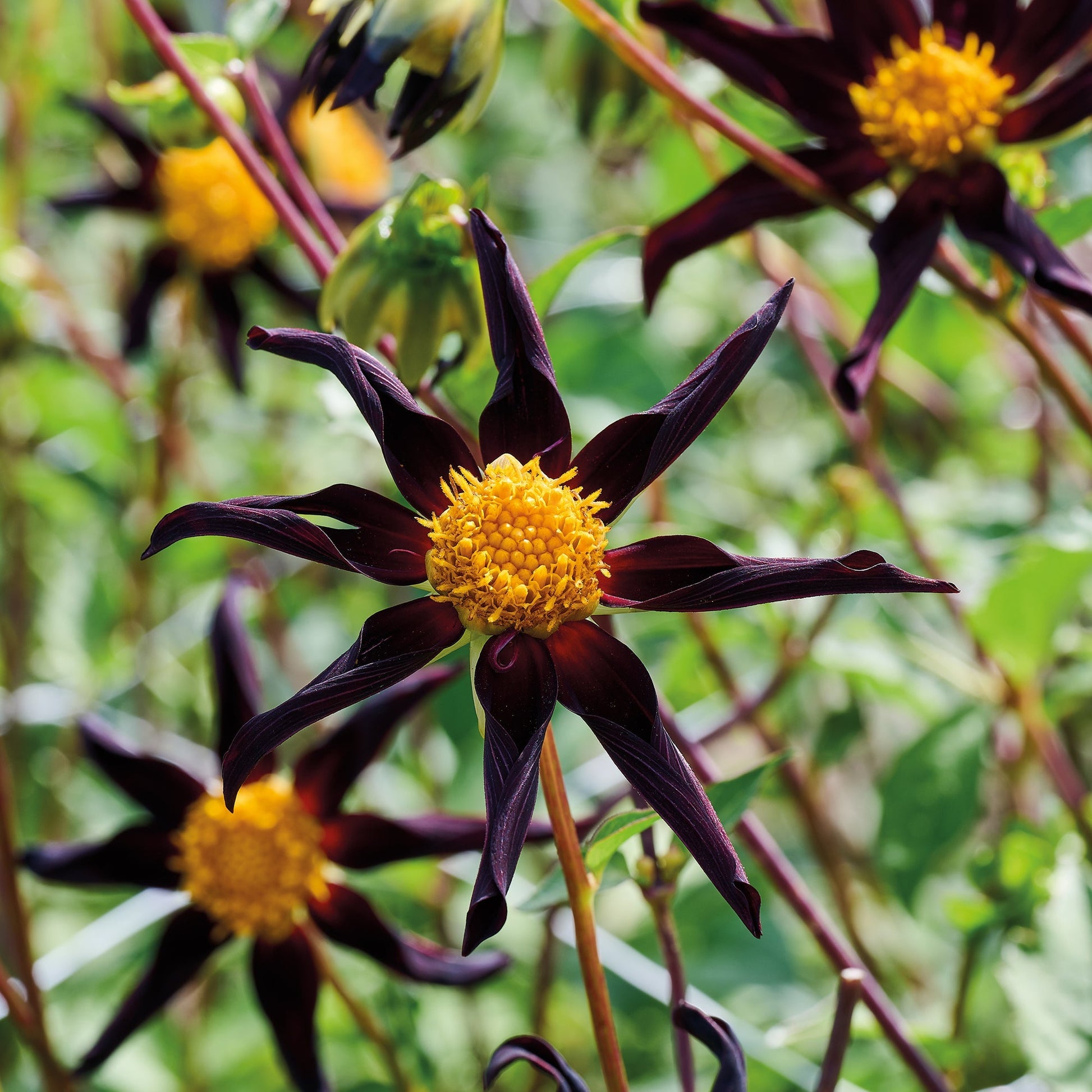 Dahlie 'Honka Black'