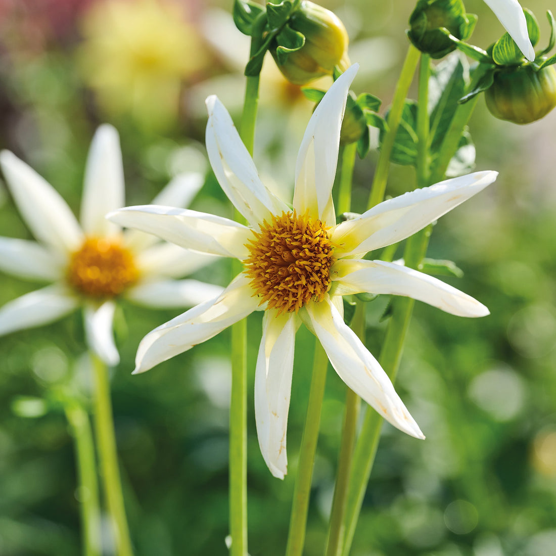 Dahlie 'Honka Crème'