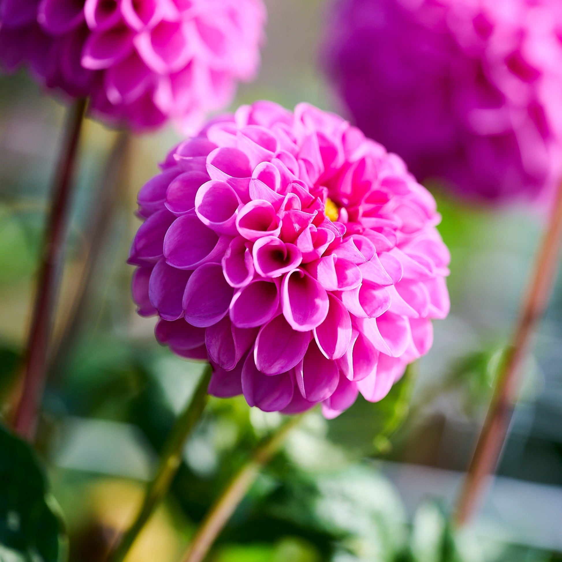 Dahlie 'Jan van Schaffelaar'
