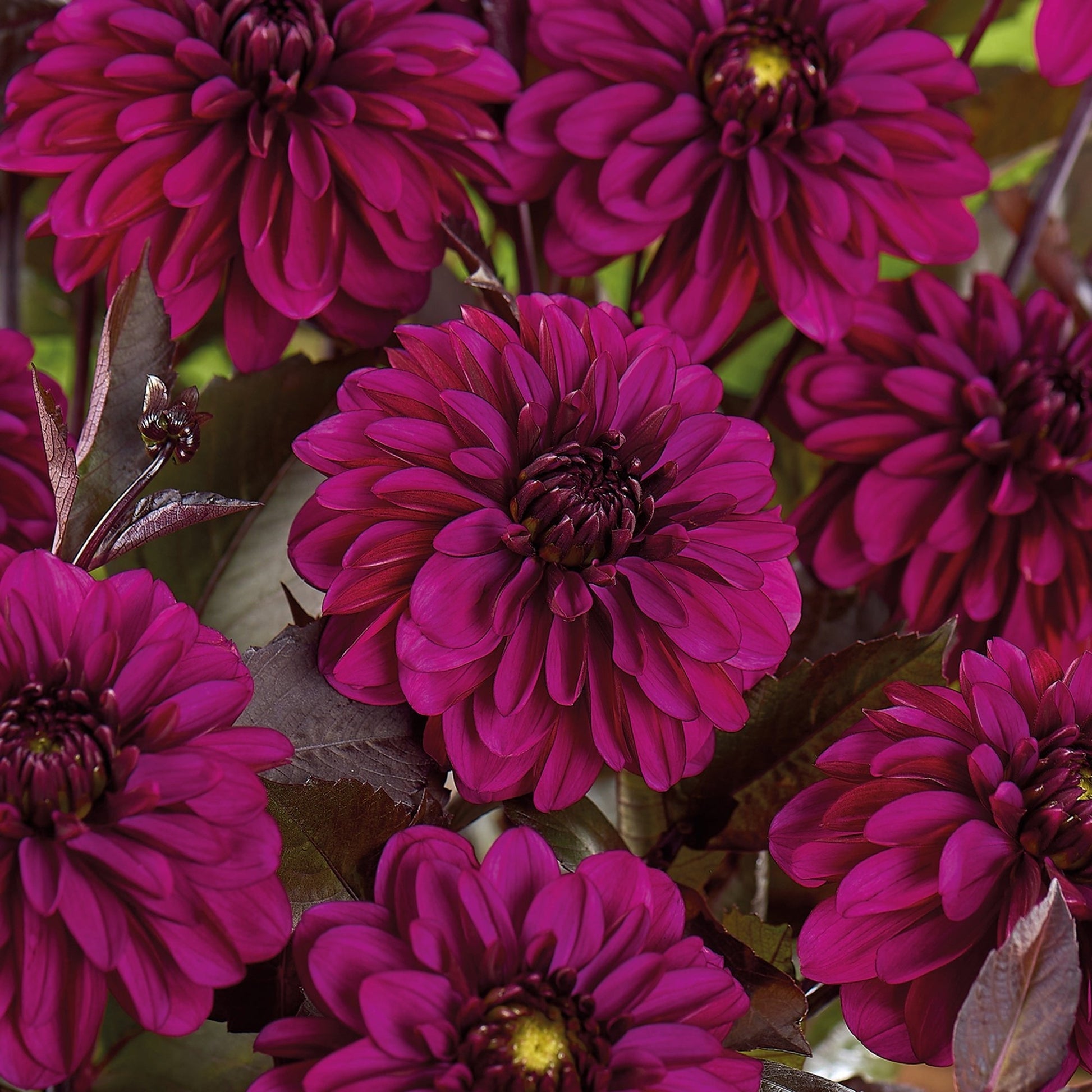 Dahlie 'Jennifer Mary Ellen'