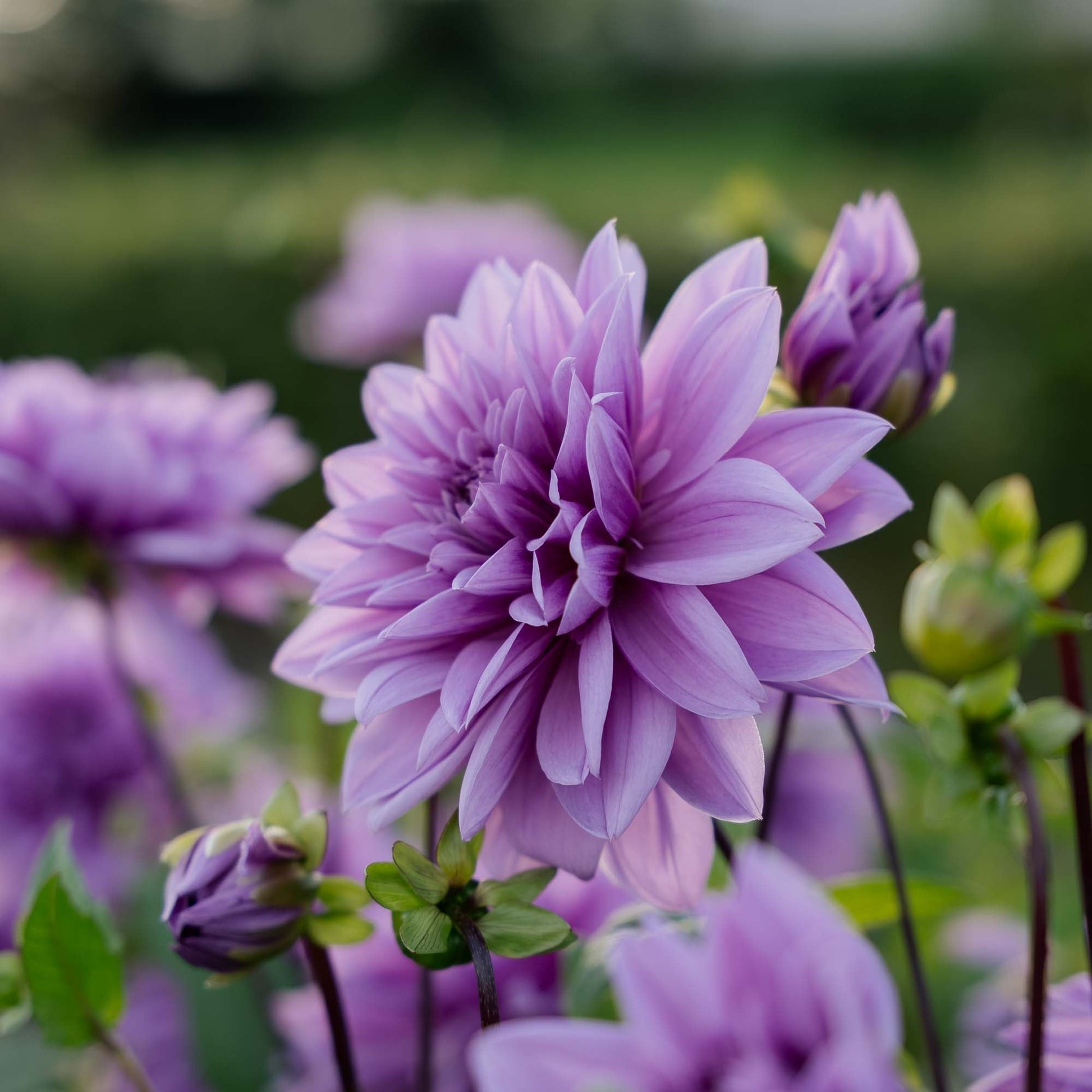 Dahlie 'Lilac Time'