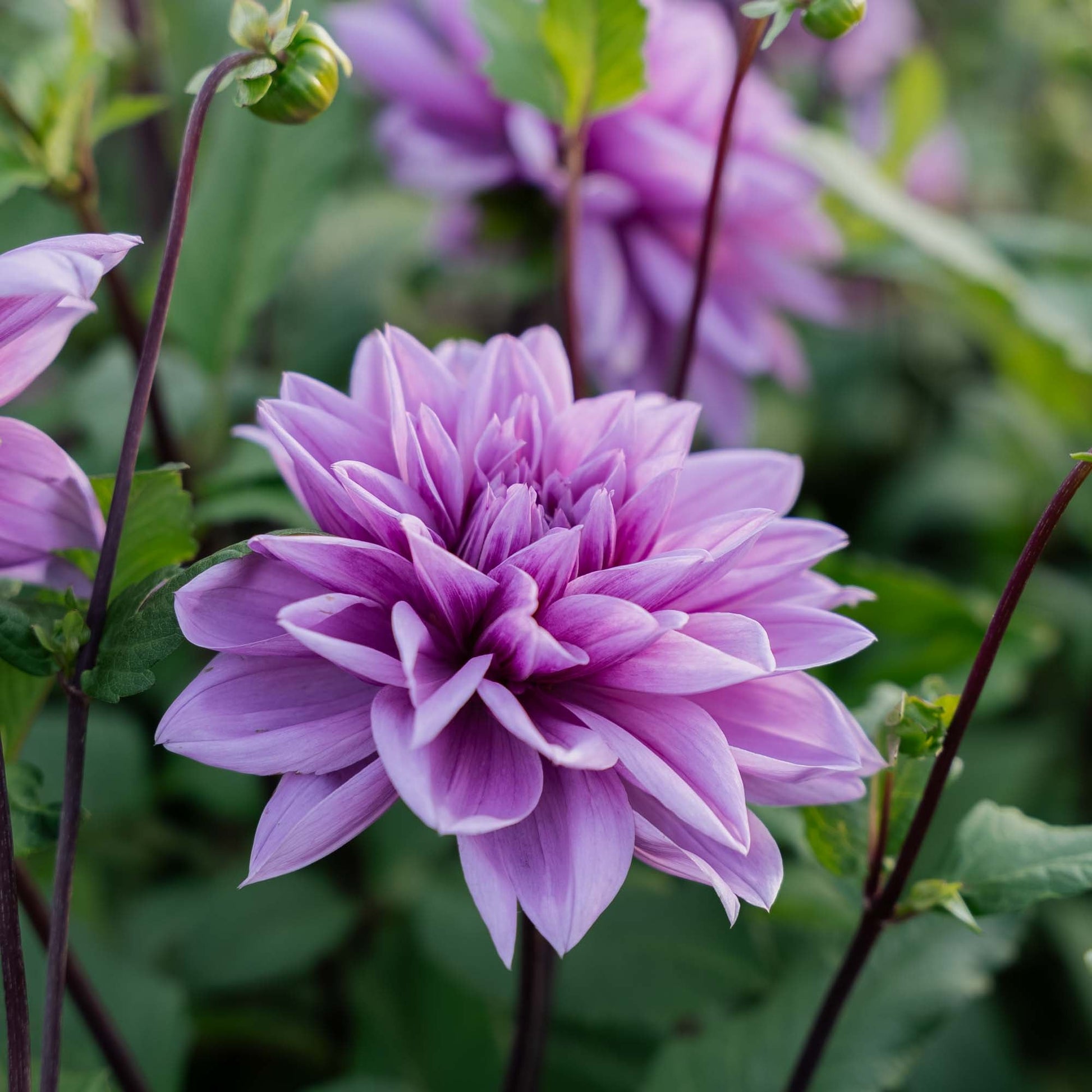 Dahlie 'Lilac Time'