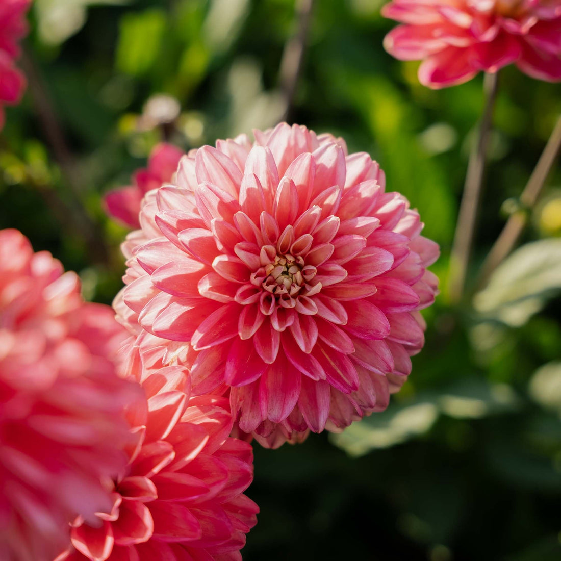 Dahlie 'Melody Allegro'