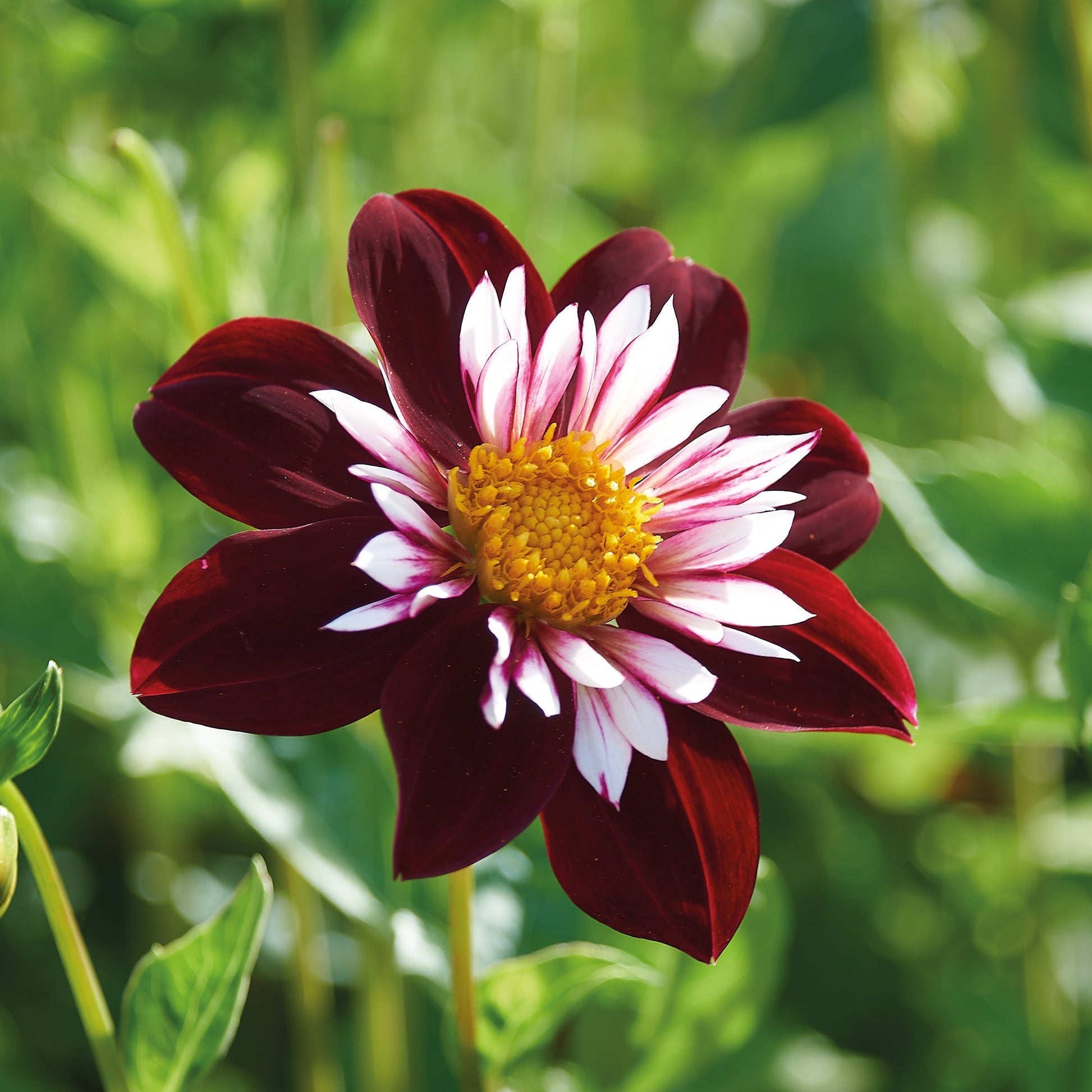 Dahlie 'Night Butterfly'