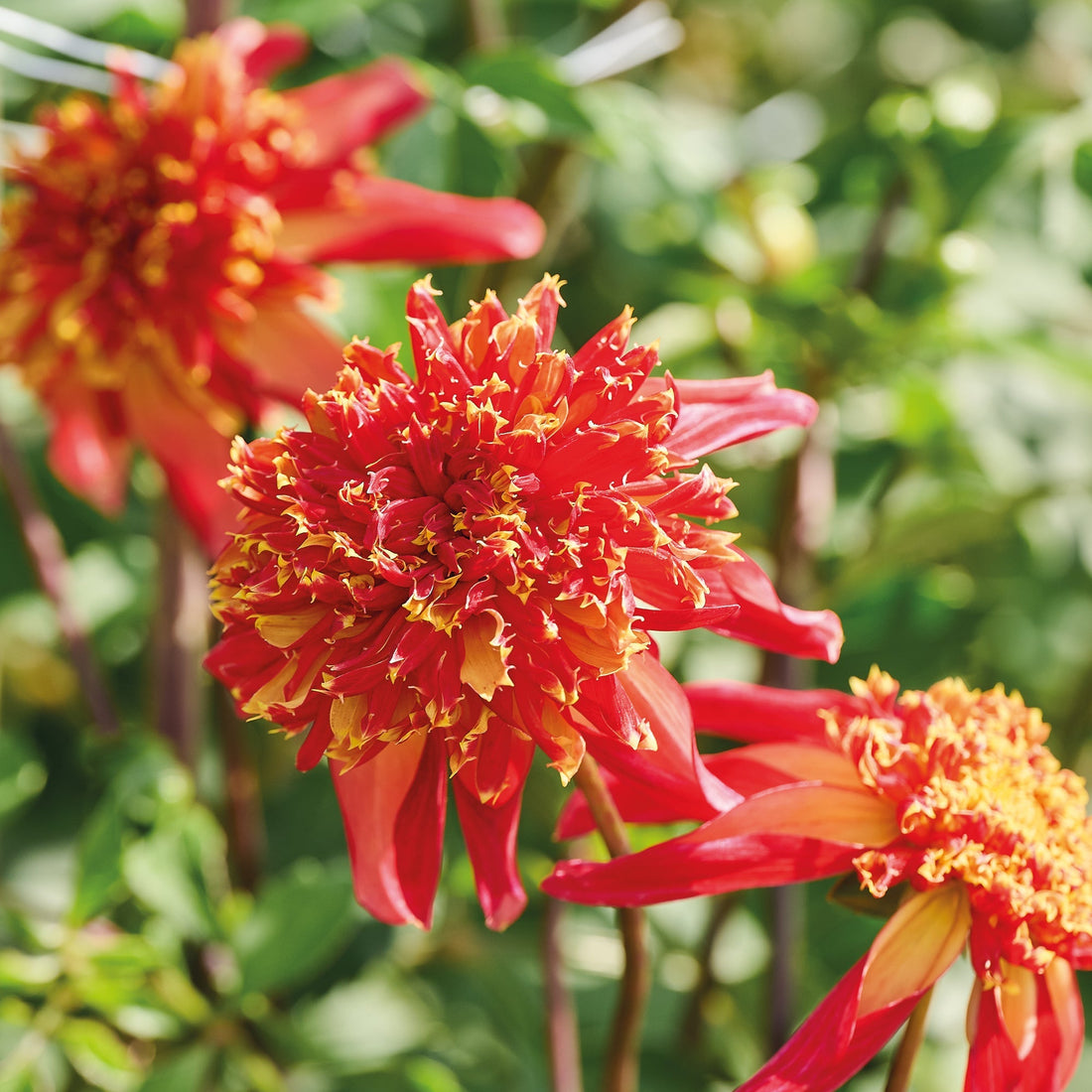 Dahlie 'Octopus Sparkle'