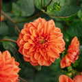 Dahlie 'Orange Nugget'