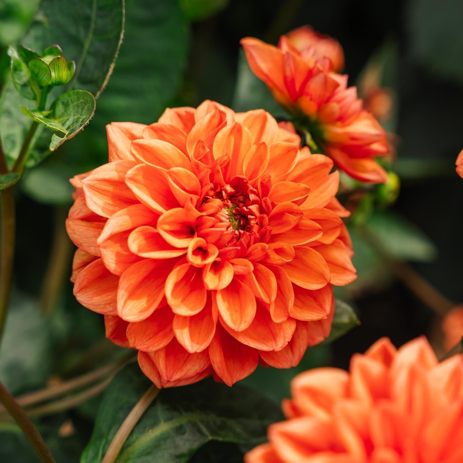 Dahlie 'Orange Nugget'