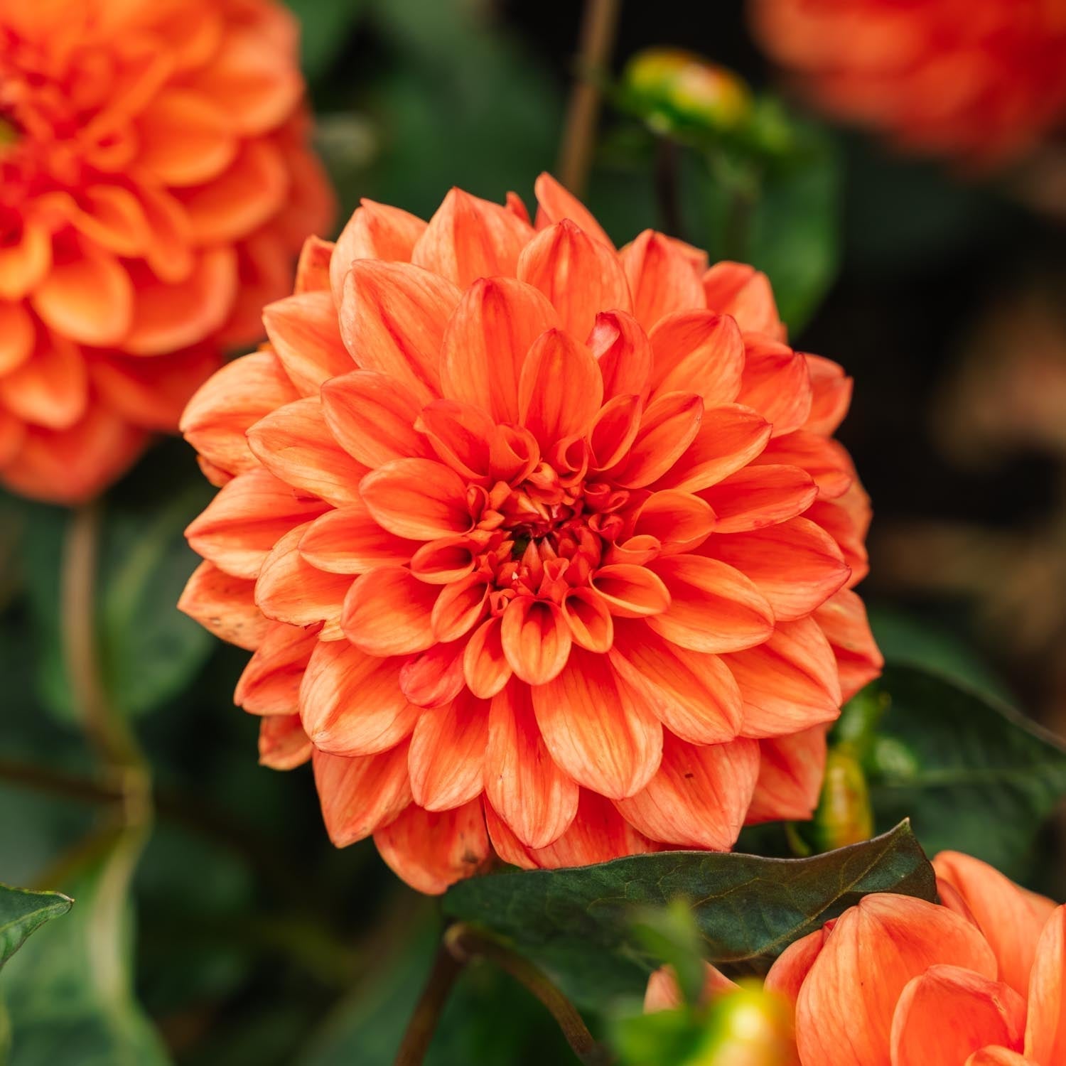 Dahlie 'Orange Nugget'