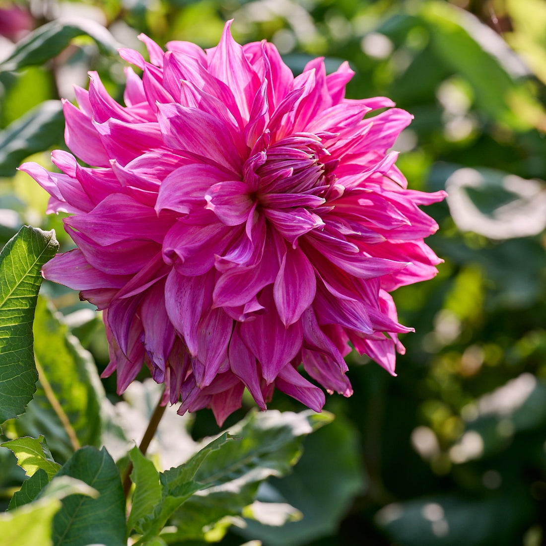 Dahlie 'Penhill Dark Monarch'