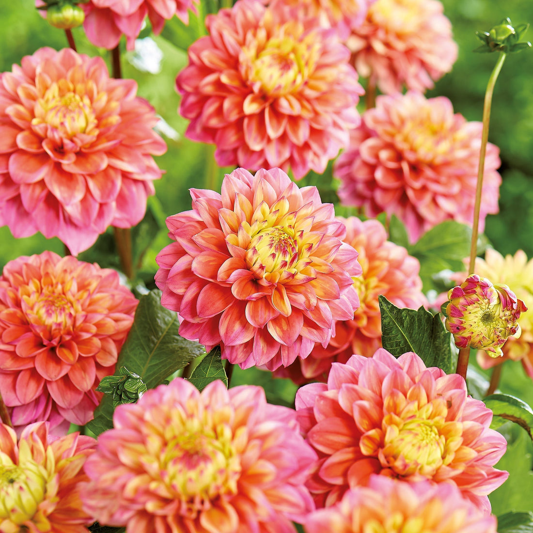 Dahlie 'Princesse Gracia'