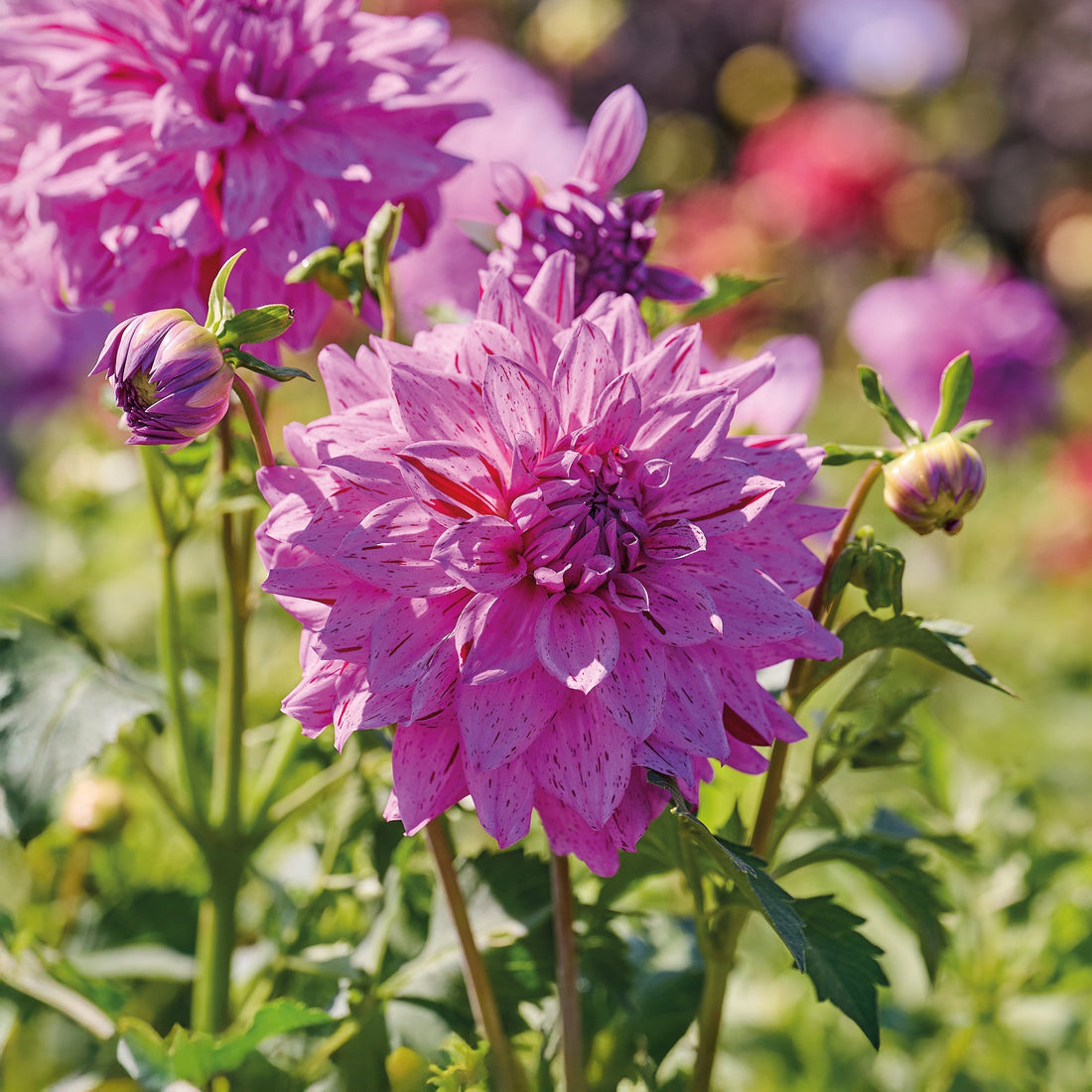 Dahlie 'Prins Carnaval'