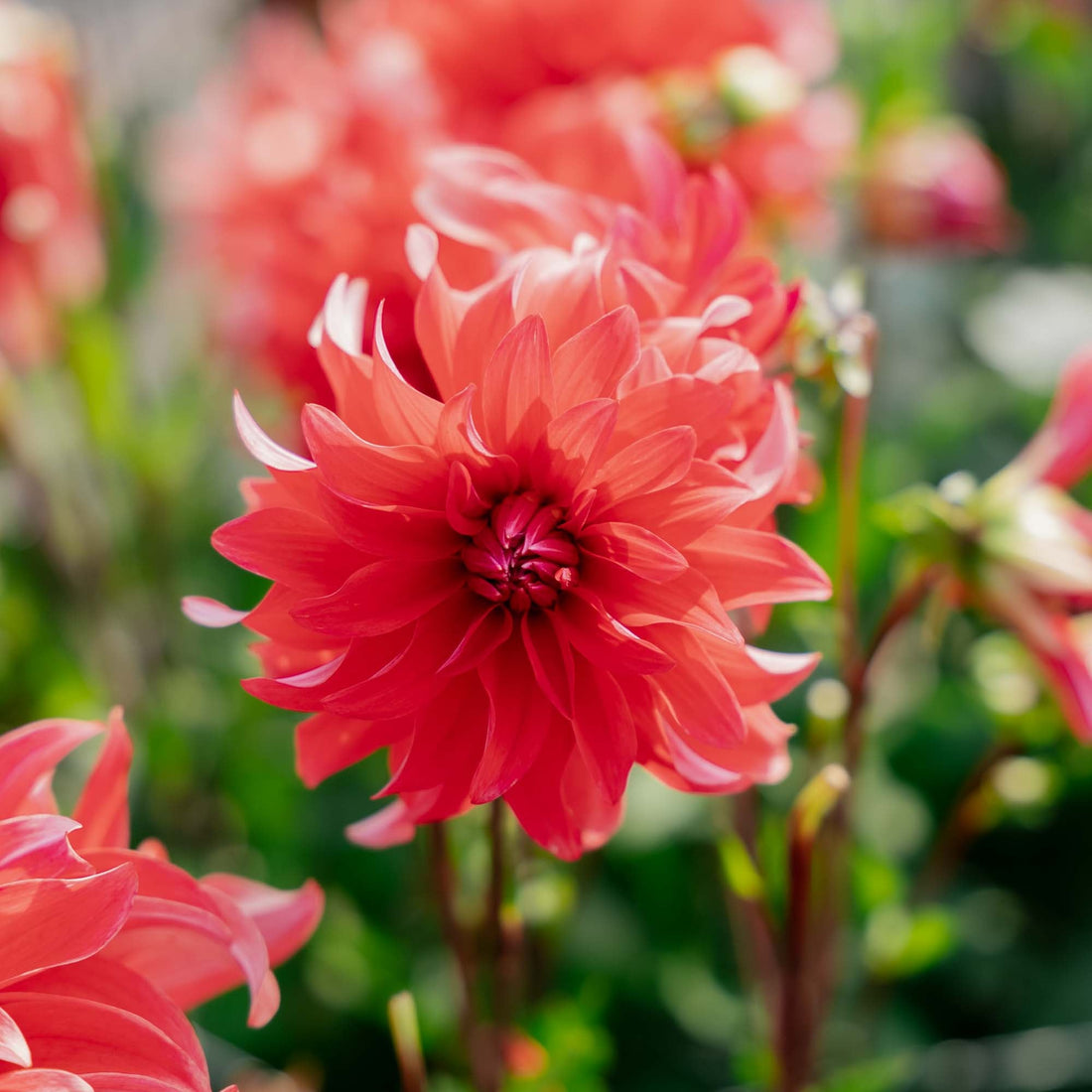 Dahlie 'Red Labyrinth'