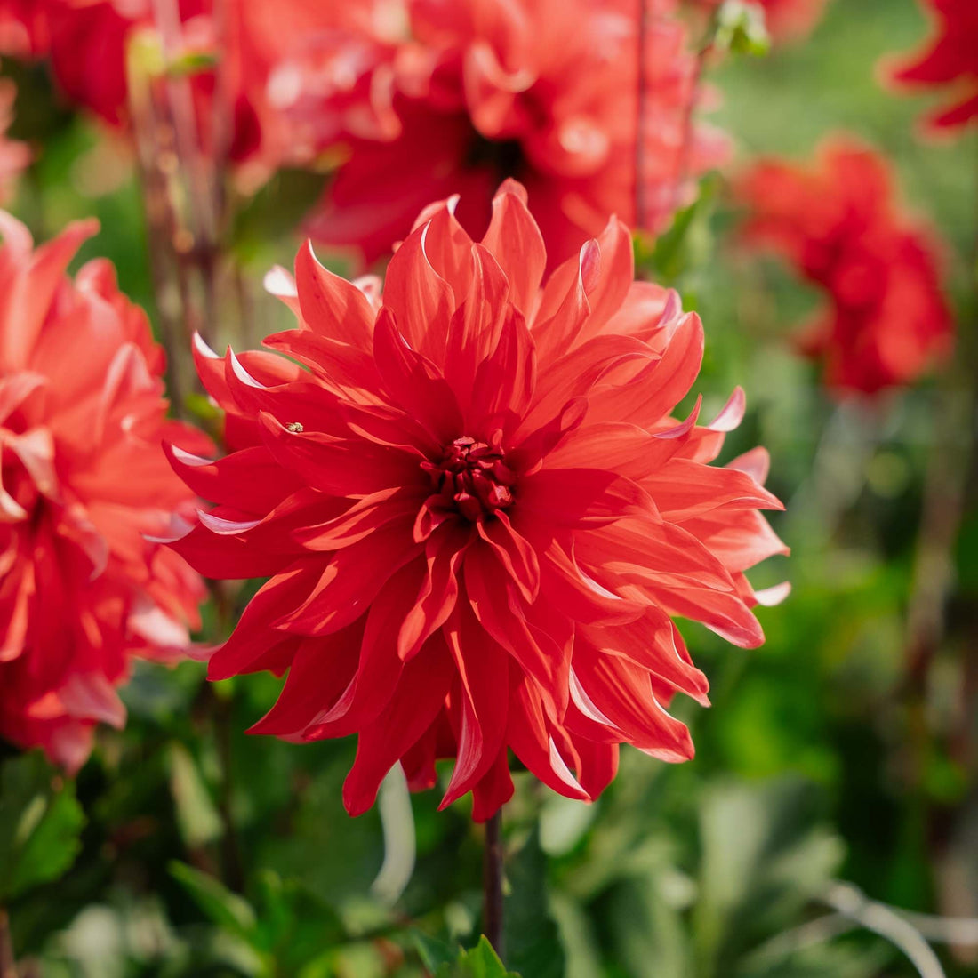 Dahlie 'Red Labyrinth'