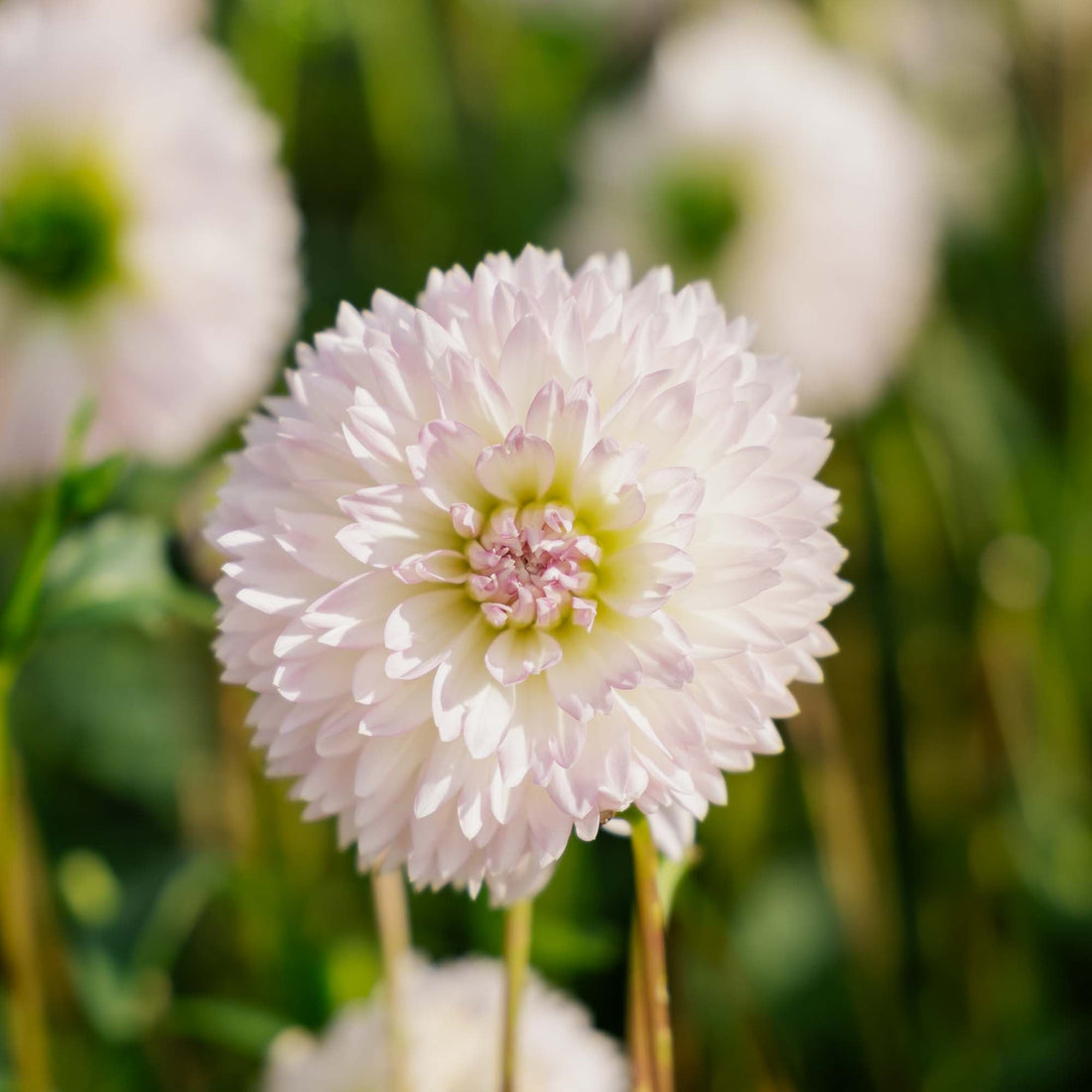 Dahlie 'Sakura Fubuki'