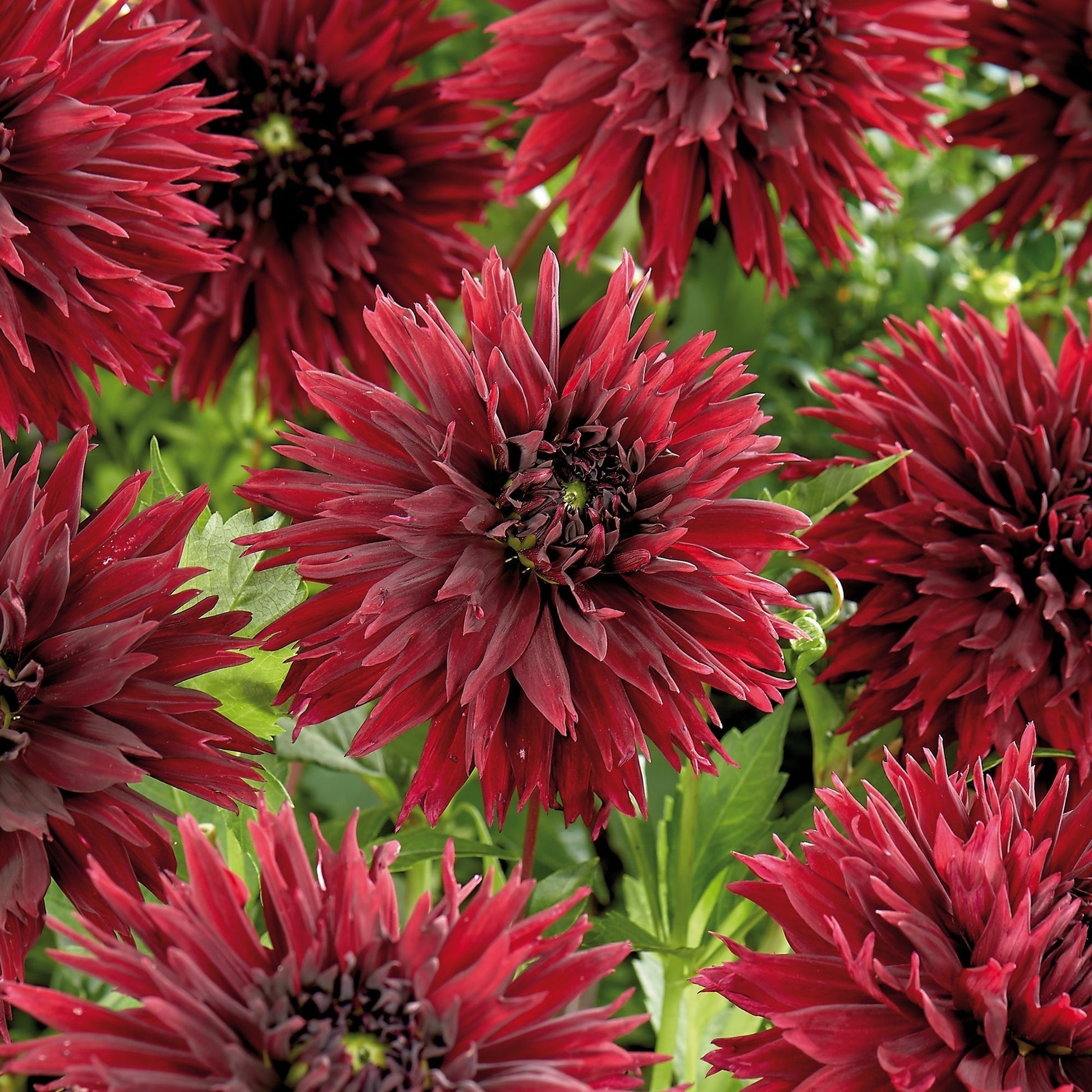 Dahlie 'Sam Hopkins'