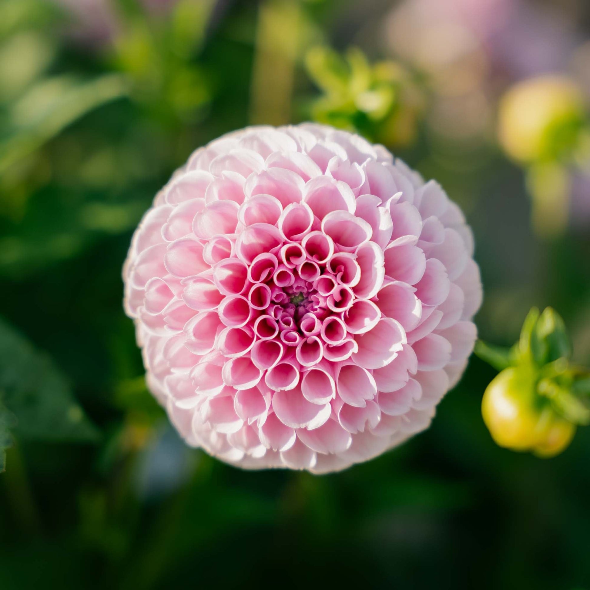 Dahlie 'Stolze von Berlin'