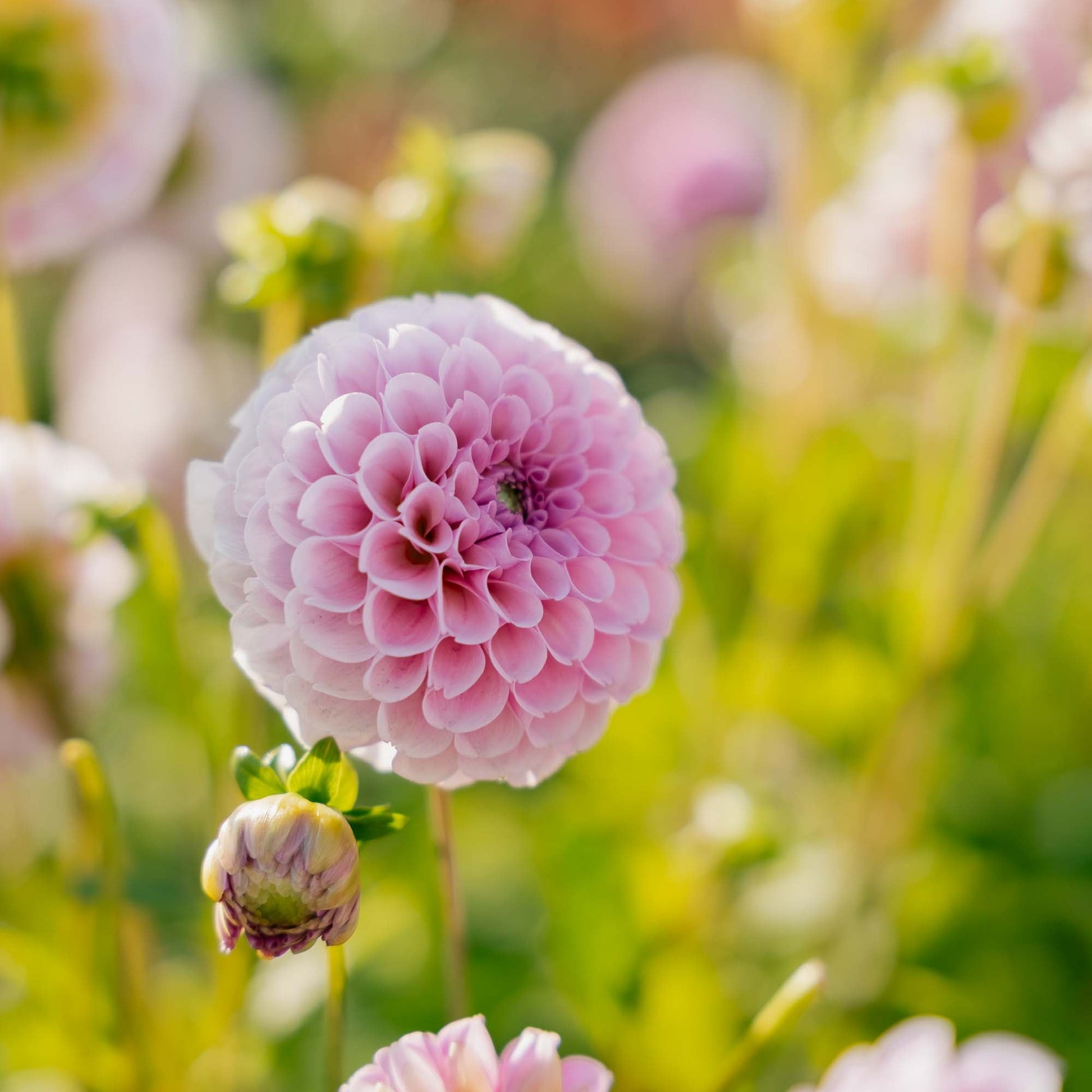 Dahlie 'Stolze von Berlin'