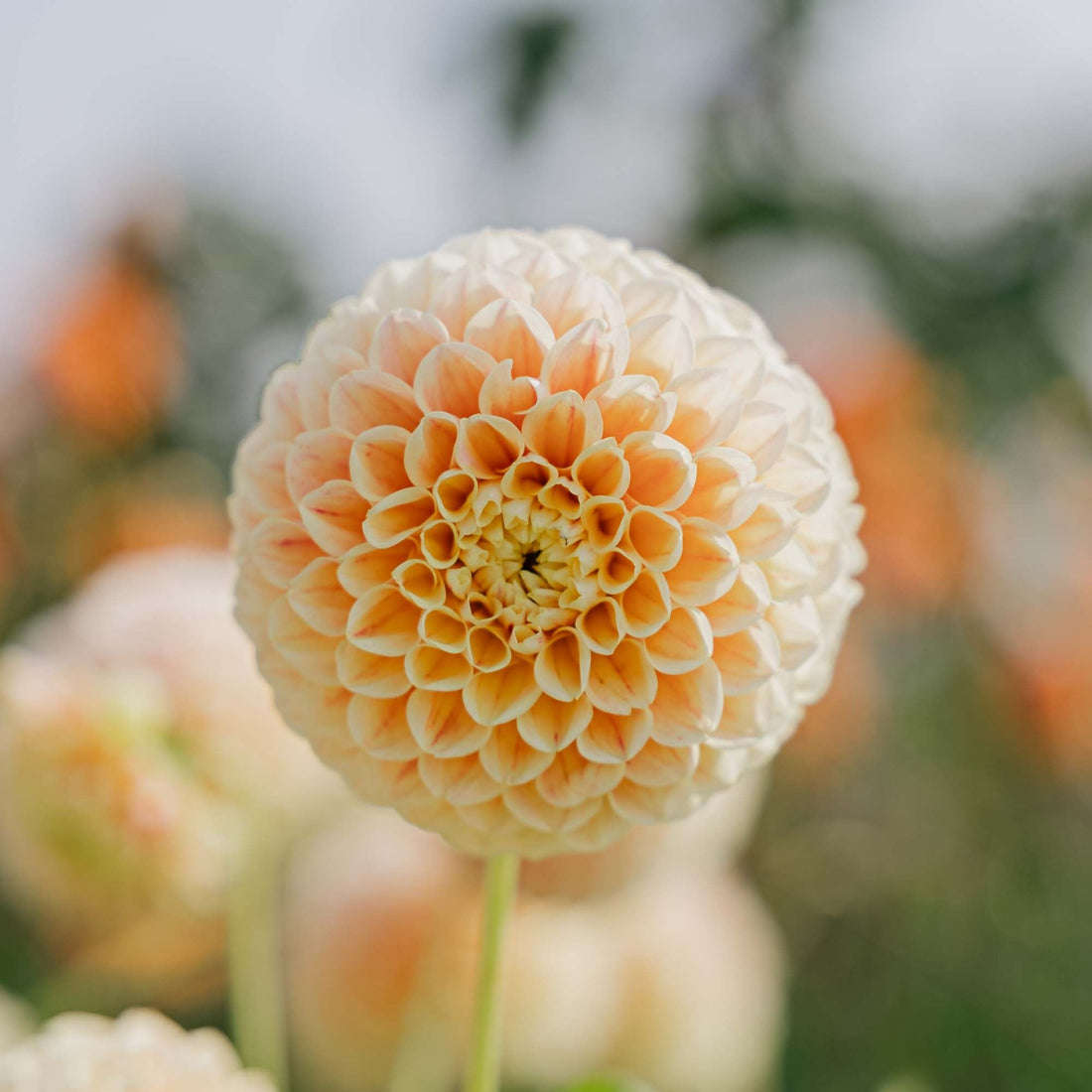 Dahlie 'Sweet Suzanne'