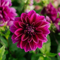 Dahlie 'Thomas A. Edison'