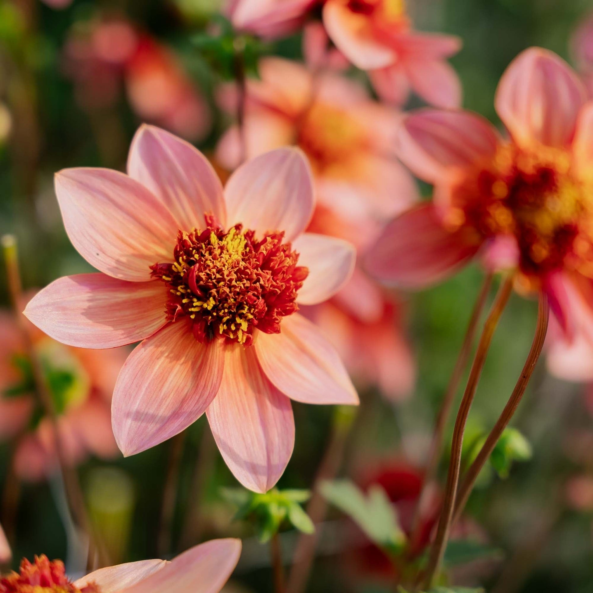 Dahlie 'Totally Tangerine'