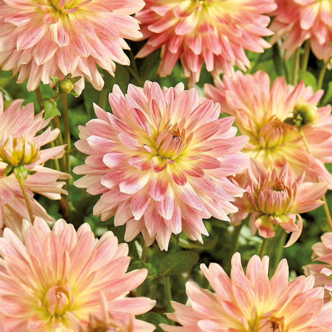 Dahlie 'Tropical Sunset'