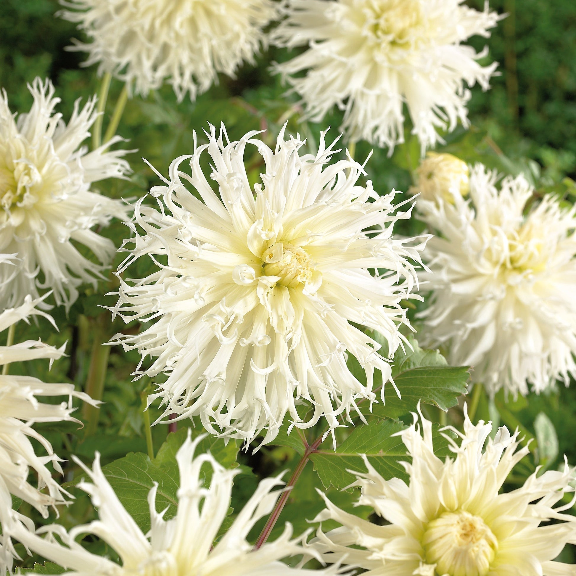 Dahlie 'Tsuki - yori - no - shisha'