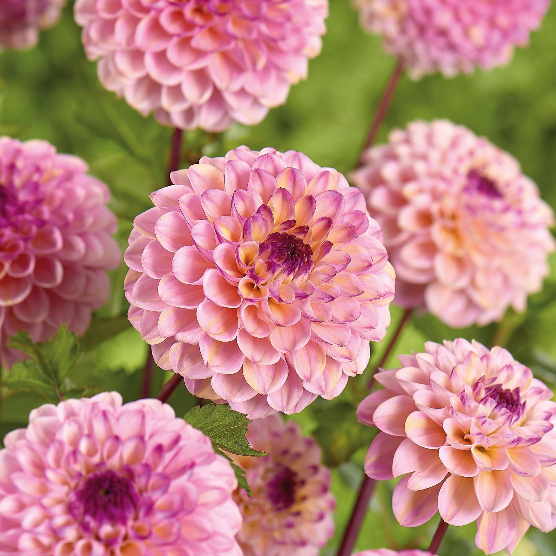 Dahlie 'Wine Eyed Jill'