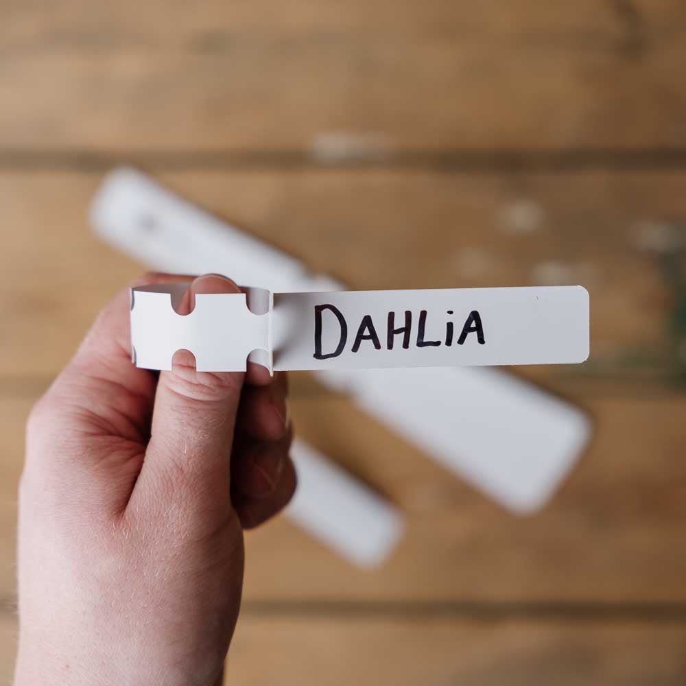 Dahlien Etiketten, 10 stück