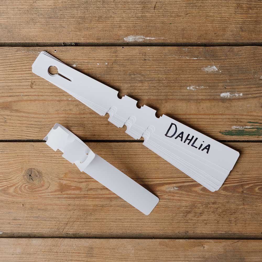Dahlien Etiketten, 10 stück