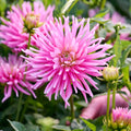 Dahlien mix 'All pink mix'