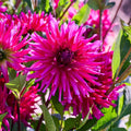 Dahlien mix 'All purple mix'