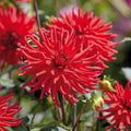 Dahlien mix 'All red mix'