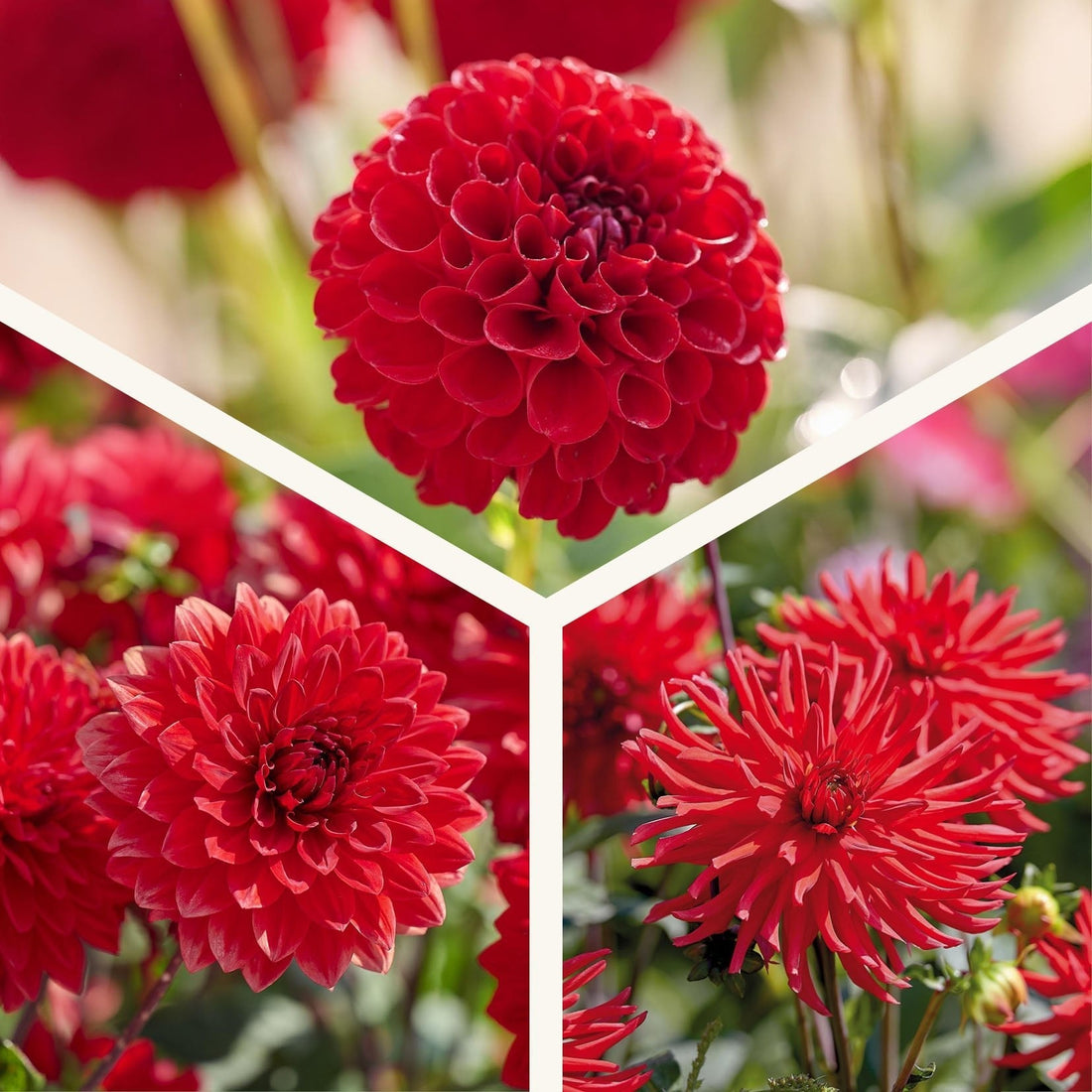 Dahlien mix 'All red mix'