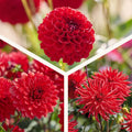 Dahlien mix 'All red mix'