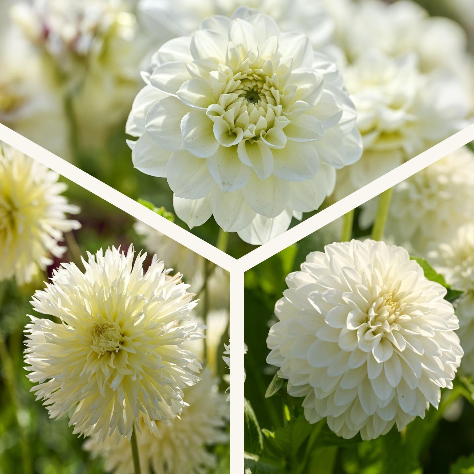 Dahlien mix 'All white mix'
