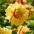 Dahlien mix 'All yellow mix'