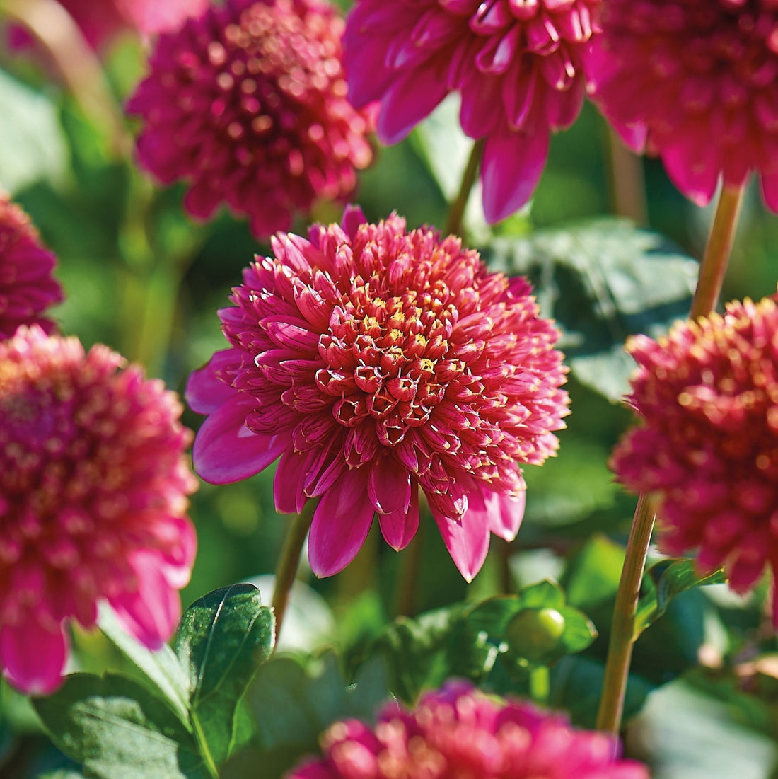 Dahlia mix 'Anemone mix'