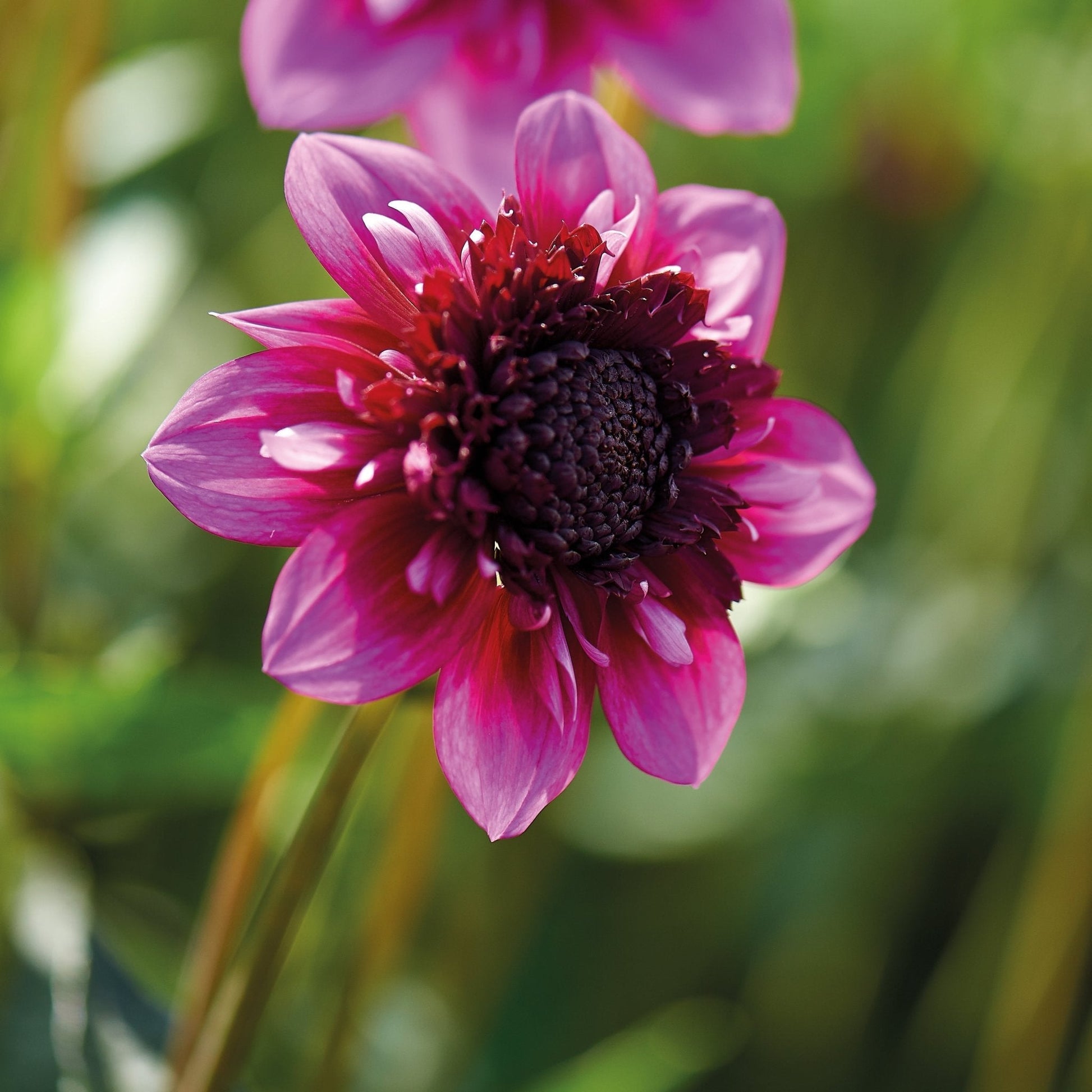 Dahlien mix 'Anemone mix'