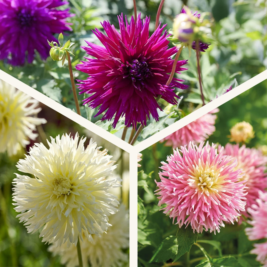 Dahlien mix 'Frimbiata mix'