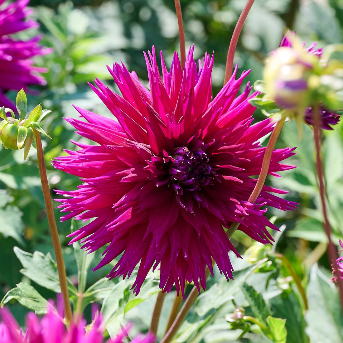 Dahlia mix 'Frimbiata mix'